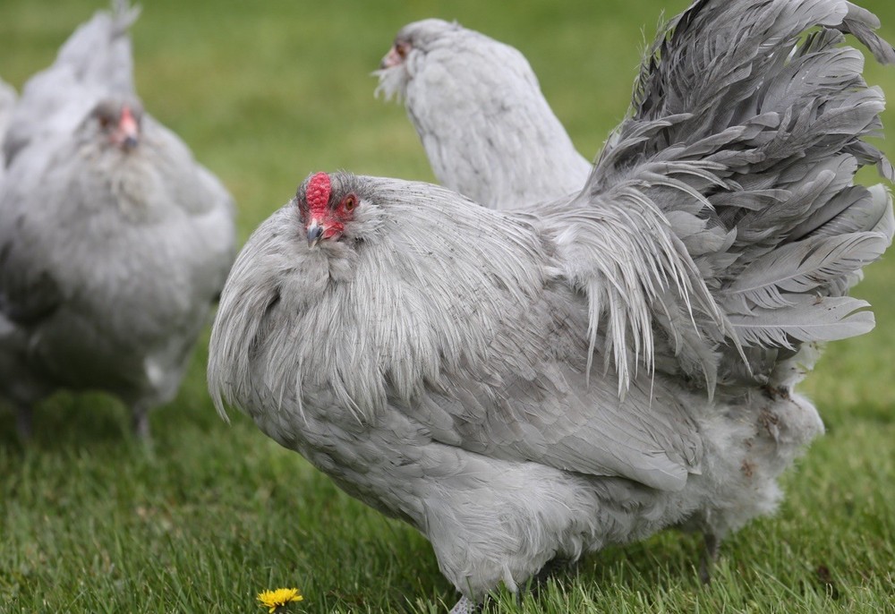 10++ NPIP Lavender Ameraucana Hatching Eggs - Read Description