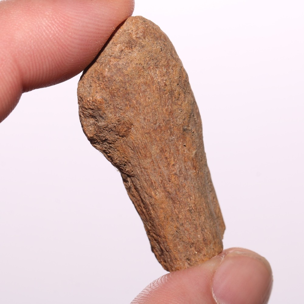 Dinosaur Chevron Bone End Piece - Hell Creek Formation Cretaceous