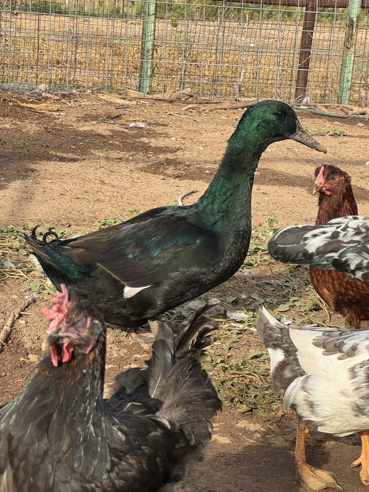 Fertile Cayuga Duck Hatching Eggs 12+ Pack