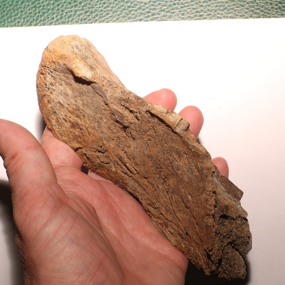Huge Dinosaur Vert Process - Hell Creek Formation - Late Cretaceous - Nice Sized