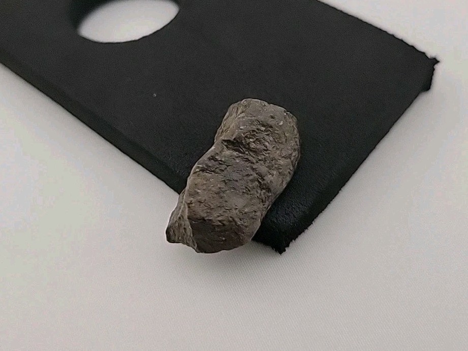 Fossil Dinosaur Permineralized Tooth T-rex 🦖