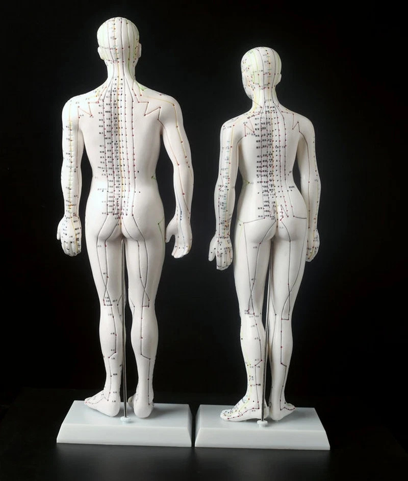 Human Acupuncture Point Massage Model Teaching Education Tool