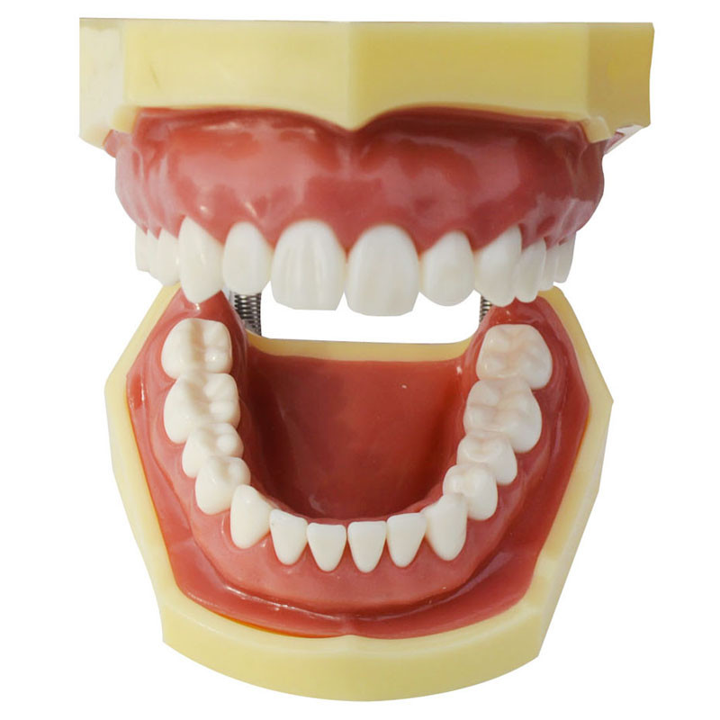 Teeth model Education Model Teach Model Lab Supply Study Nurse Training Display