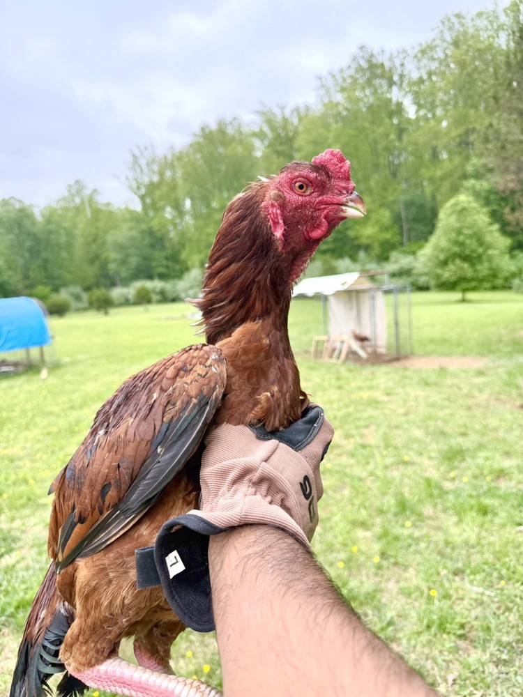 Farm Chicken has Indian/Pakistani Hatching Eggs