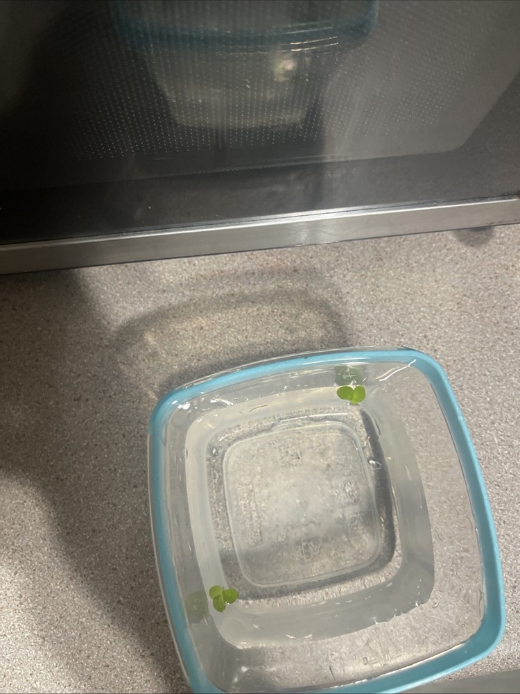 Duck Weed *bonus Floater*