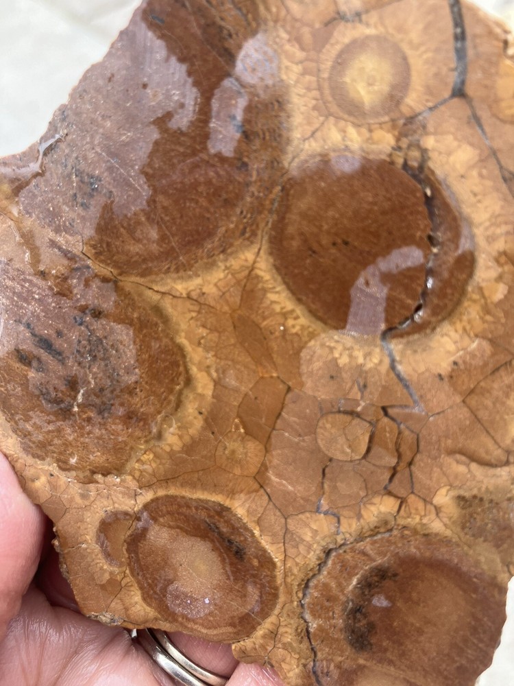Obicular Jasper Slab
