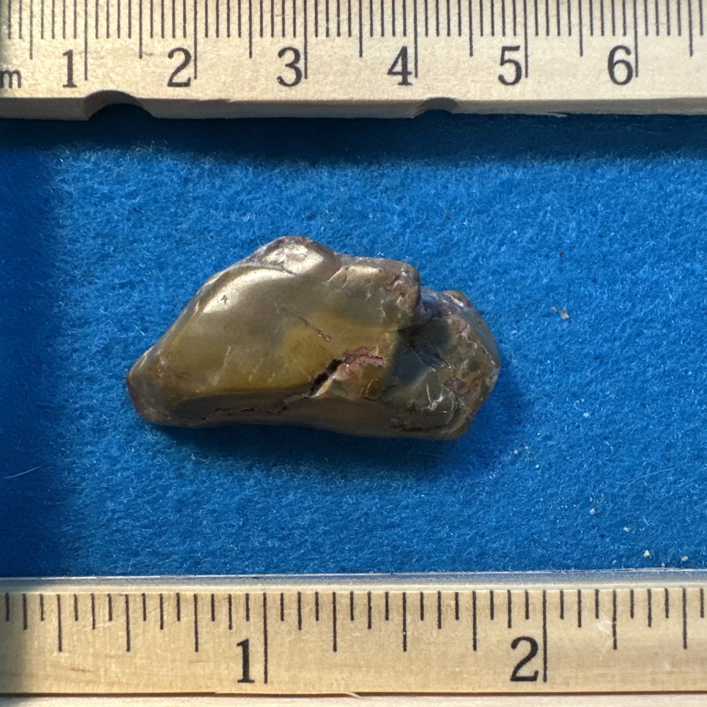 Dinosaur Coprolite (poop) Polished in Display Case