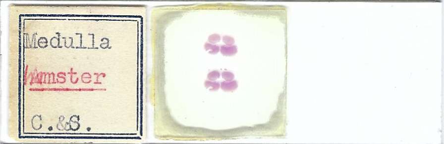 Hamster Medulla Microscope Slide