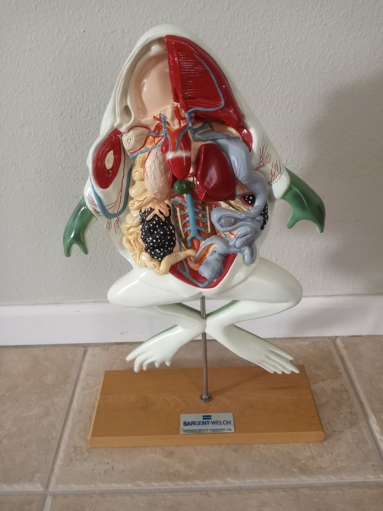 Sargent Welch Frog Model