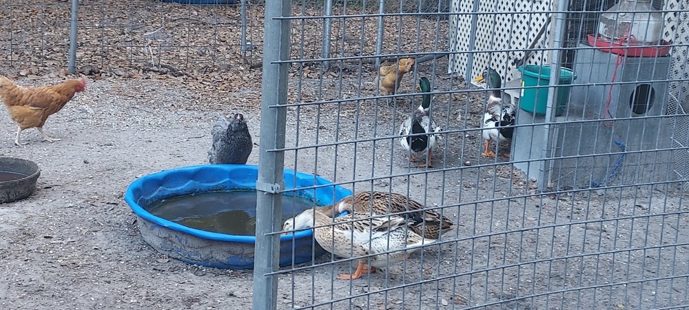 10 plus Silver Appleyard hatching duck eggs