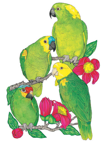 Amazon Parrot Magnet Wooden