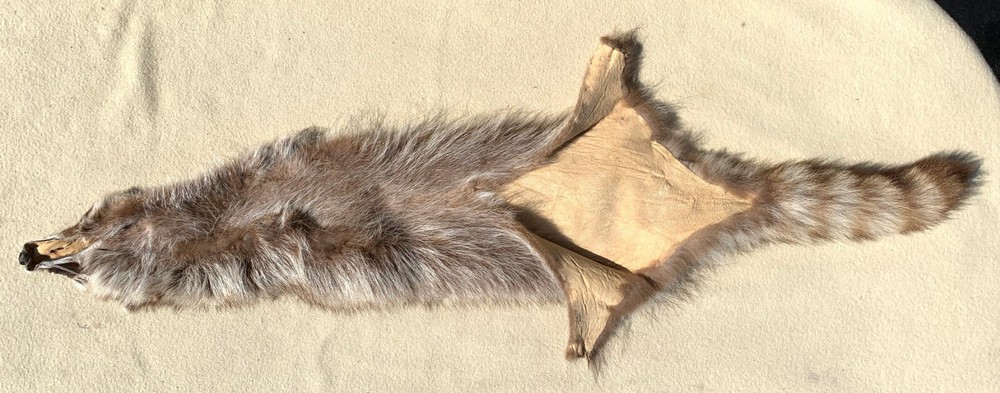 Tanned Raccoon Cased Hide