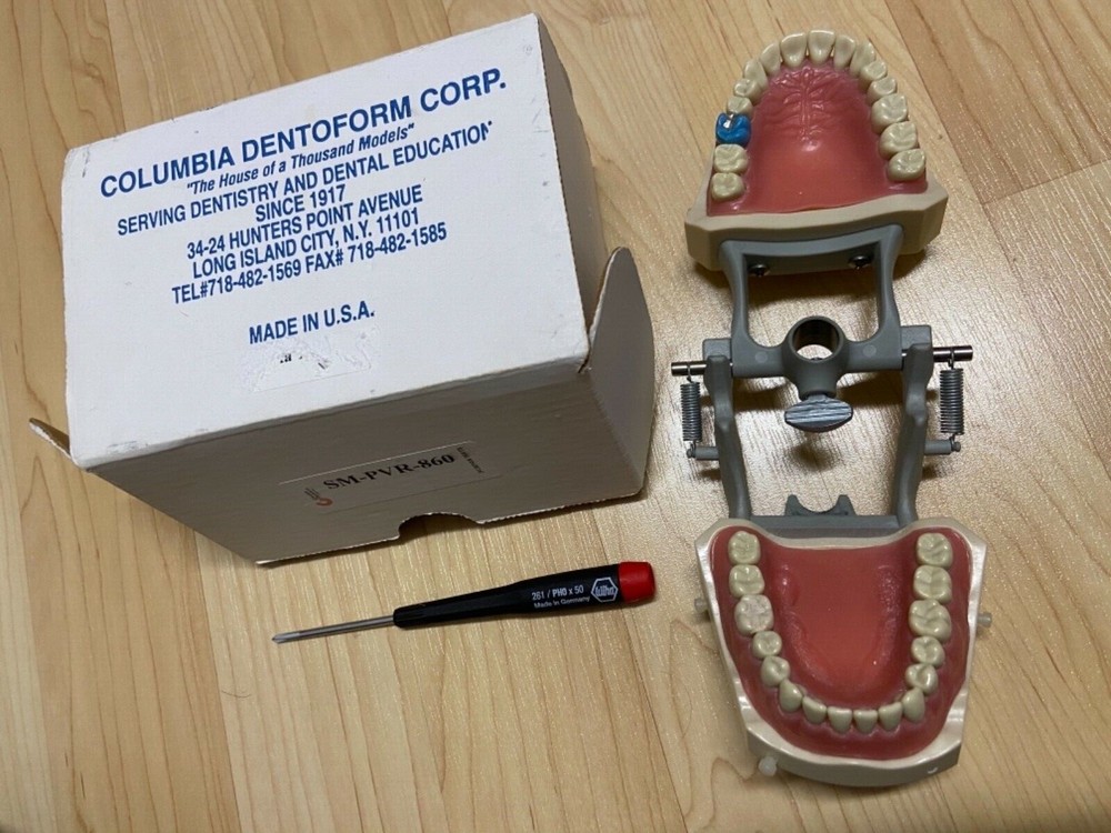 Typodont dental model