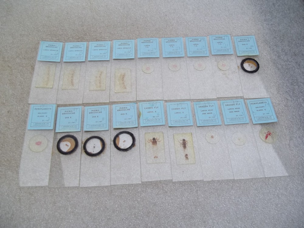 Vintage Glass Microscope Slides -