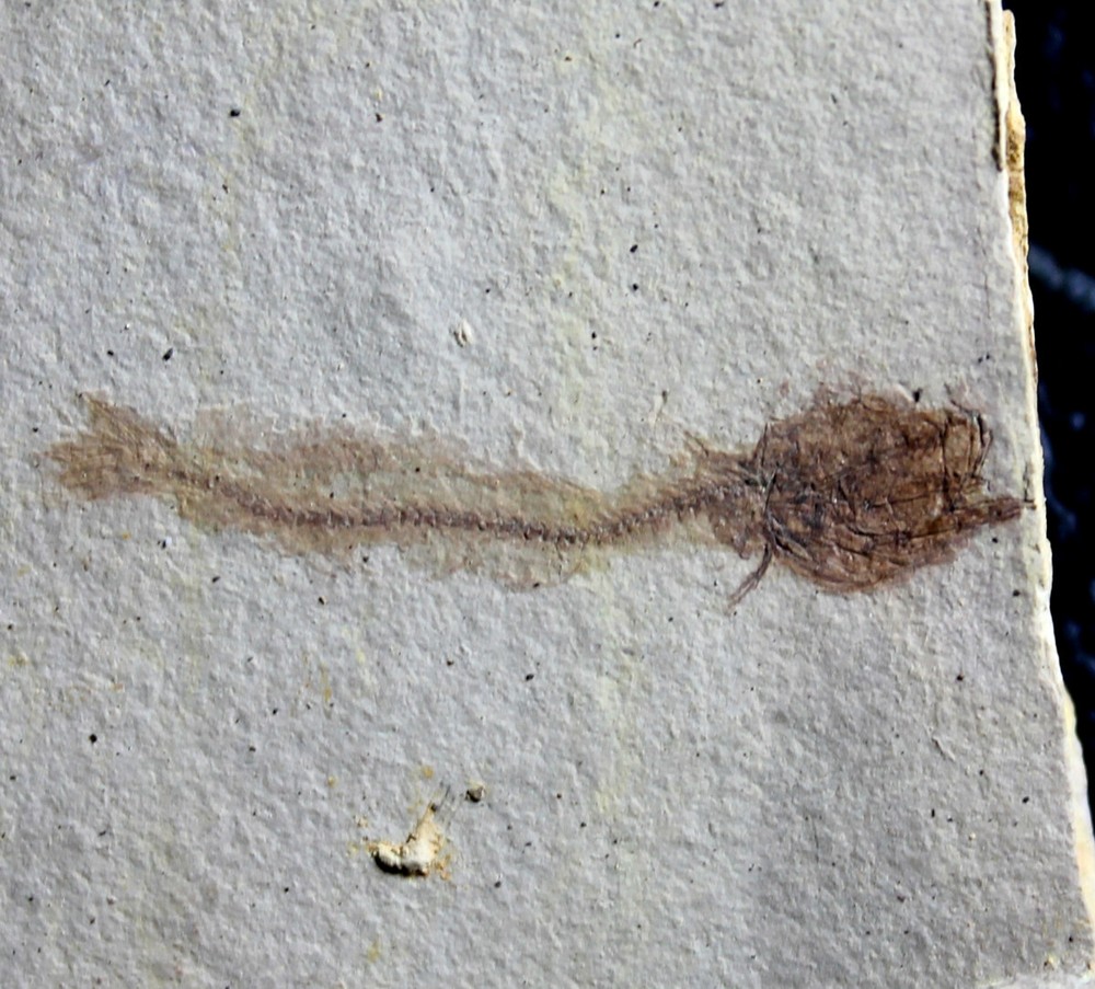 Paleogadus sp - Oligocene fossil fish