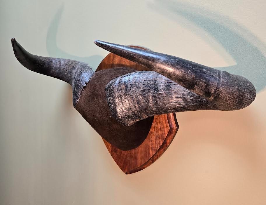 Plaque Mounted Blue Wildebeest Horns