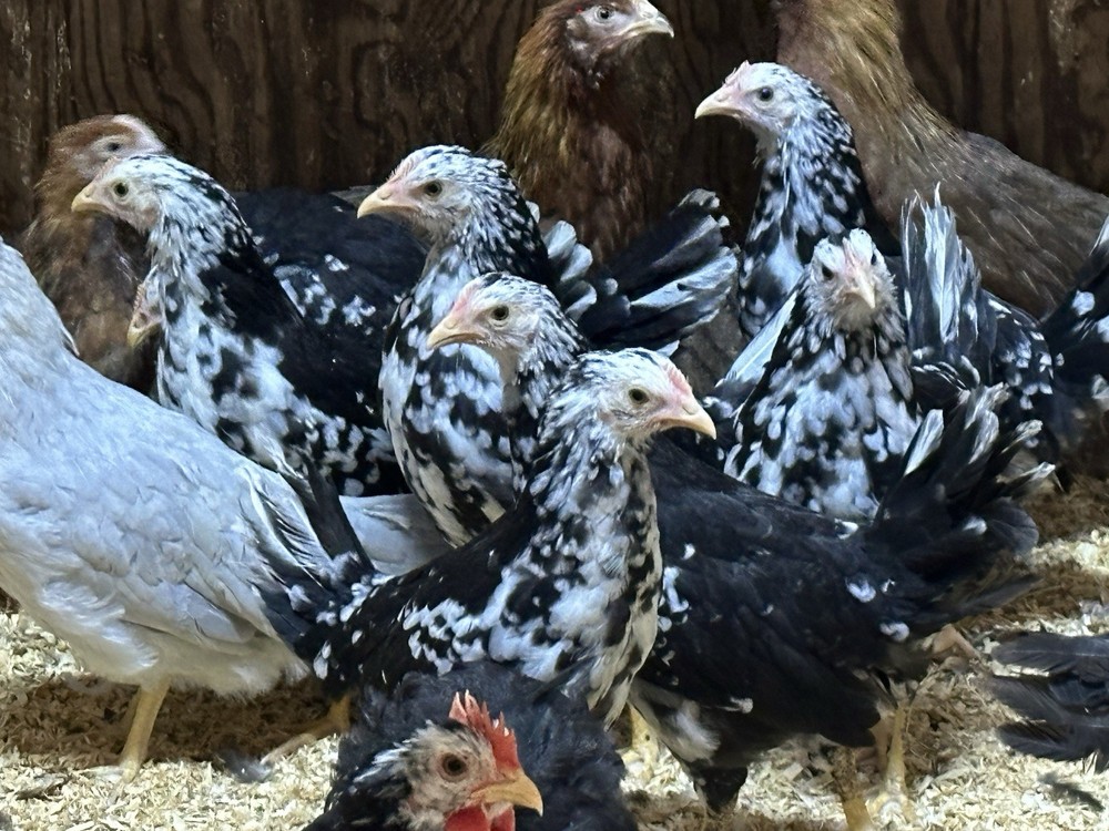6+ Exchequer Leghorn Hatching Eggs