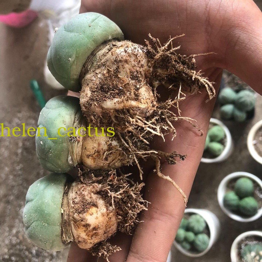 3pcs 5cm Thornless Beautiful Cactus Succulent RadishRoot