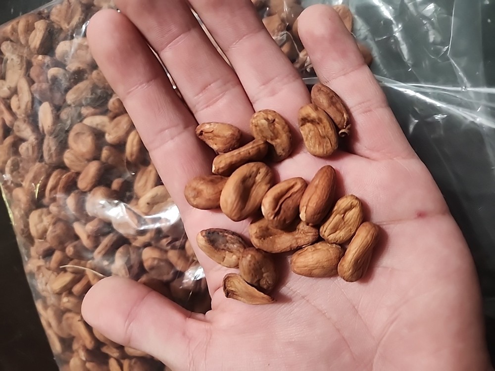Cocoa Beans