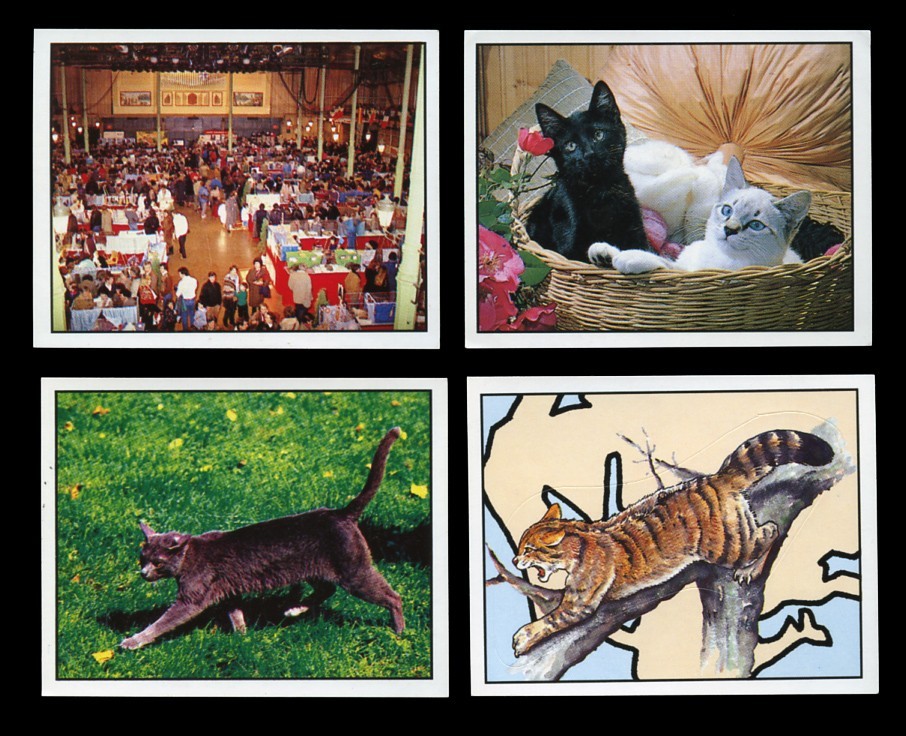 PANINI Cat Cards x 4