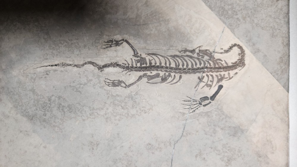 KEICHOUSAURUS FOSSIL