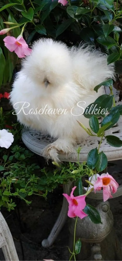 6 quality Silkie Hatching Eggs