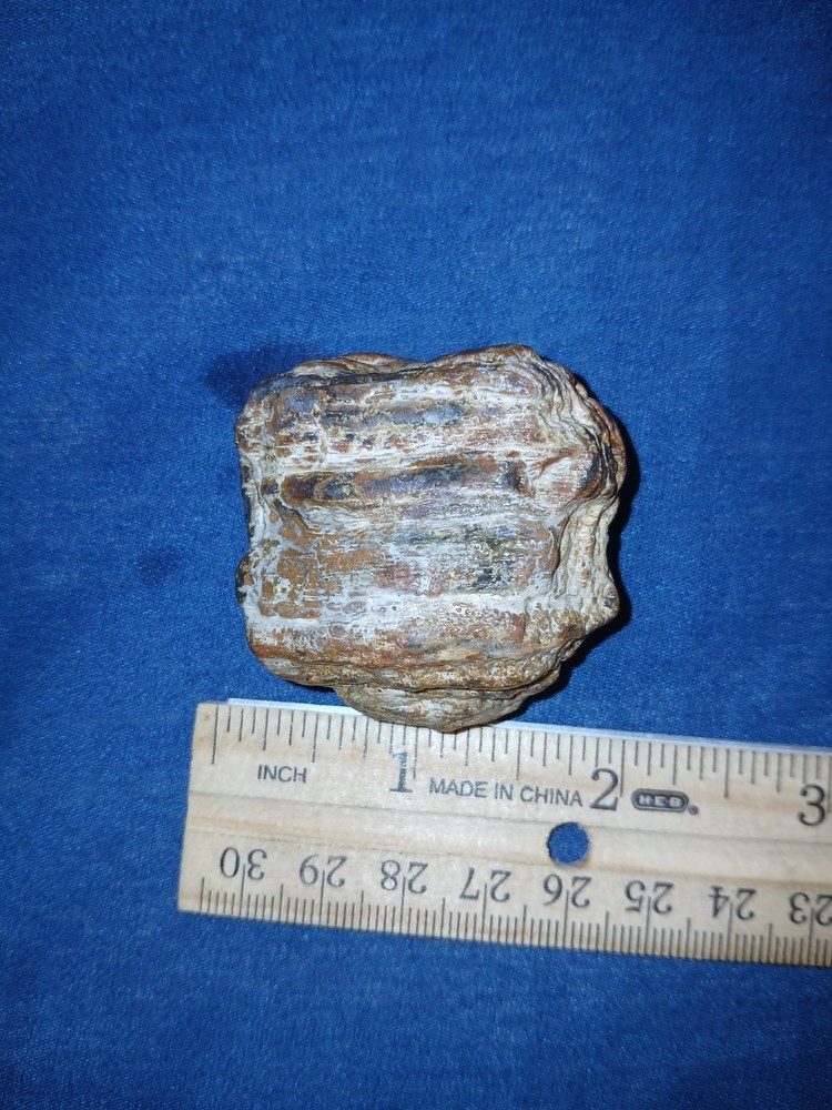 2 oz Agatized Petrified Wood Natural State Unchanged