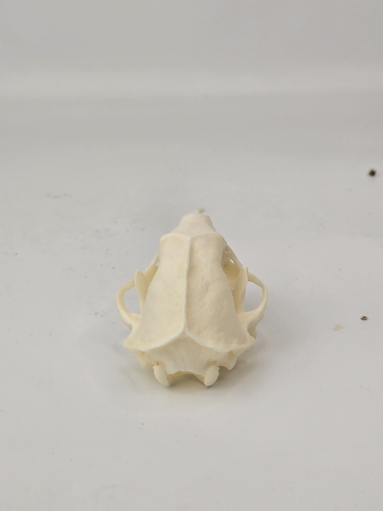 Real Striped Skunk Skull - Mephitis mephitis - American Sourced
