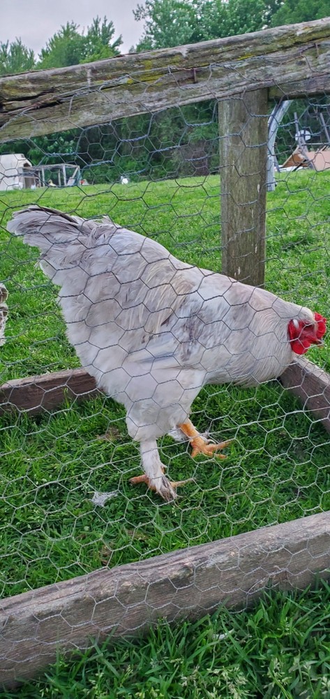 Self Blue Light Columbia Brahma Hatching Eggs 6+