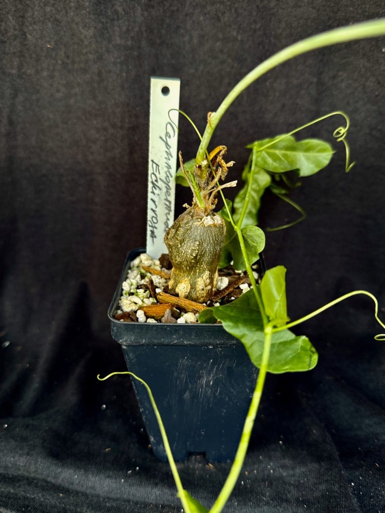 Cephalopetandra ecirrhosa , caudiciform