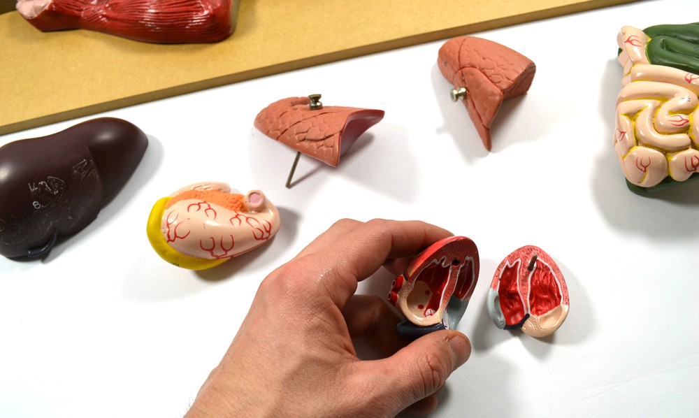 Eisco Labs Premium Model Pig Dissection Model