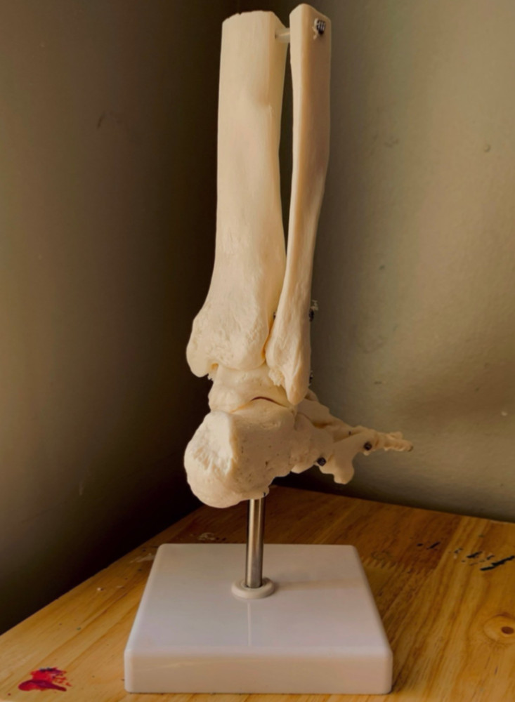 Human Skeletal Anatomy Study Model