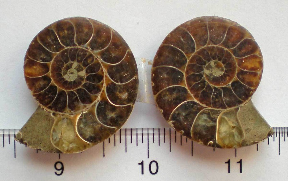 Opalized Ammonite Specimen from Madagascar r976d