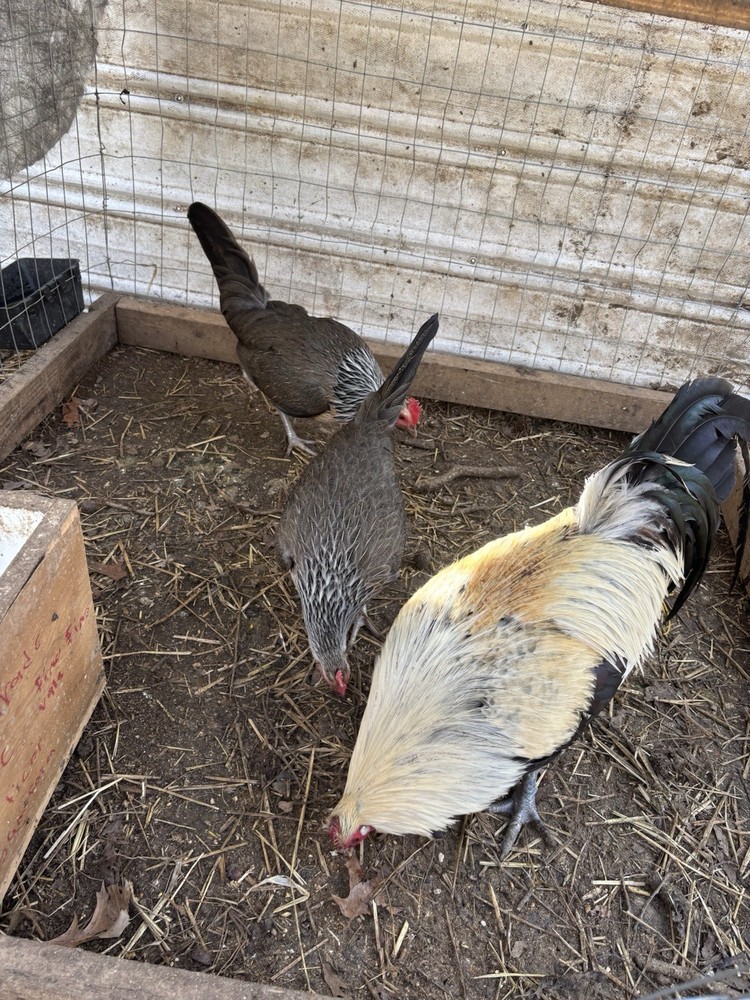 12 clement hatching eggs