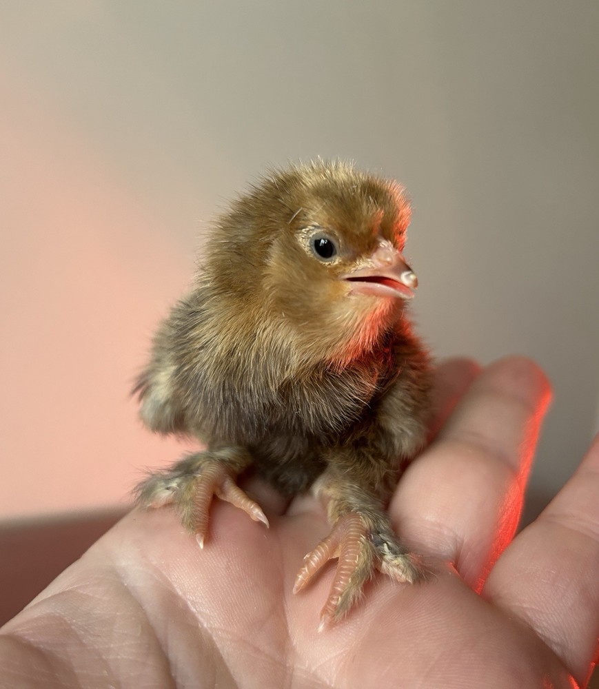 Belgian Bearded Mille Fleur D’Uccle Hatching Eggs 6 Plus 1