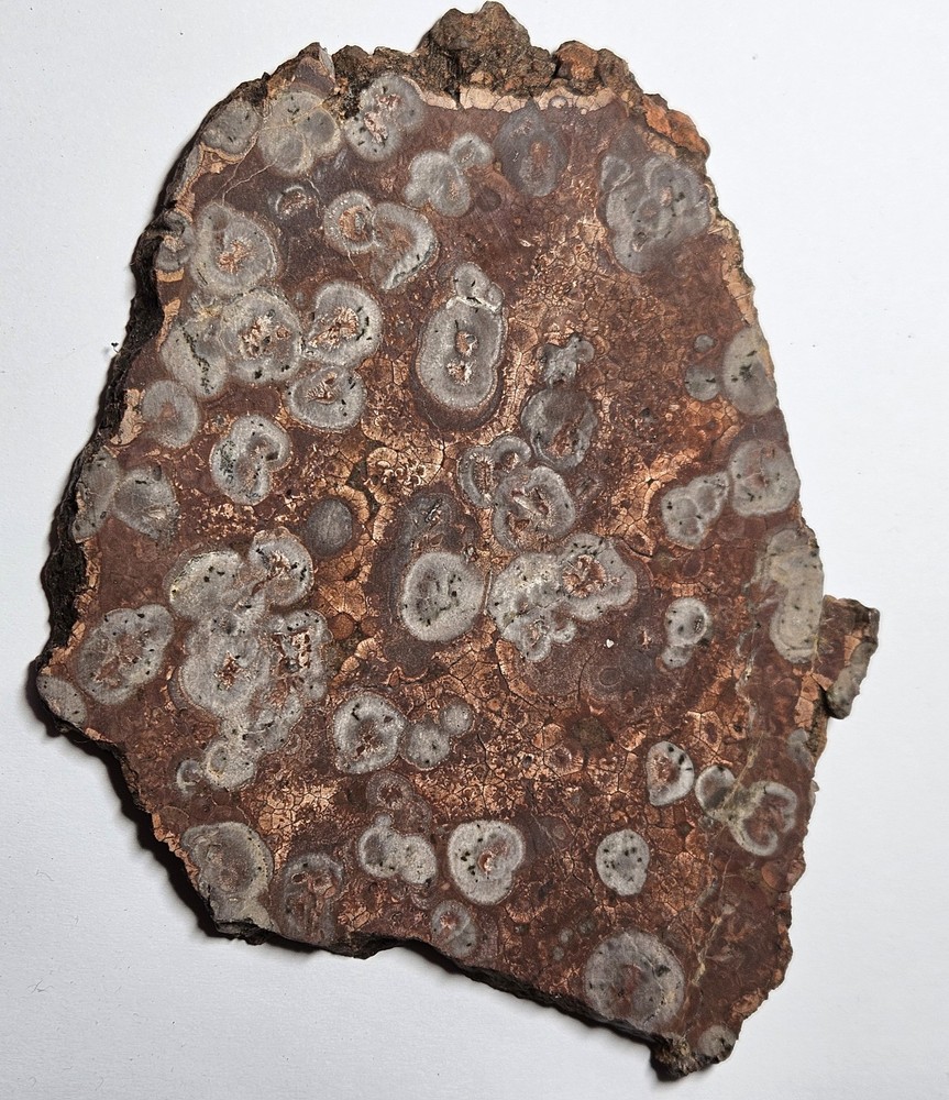 Orbicular Rhyolite Mexico Lapidary Slab 197 Grams