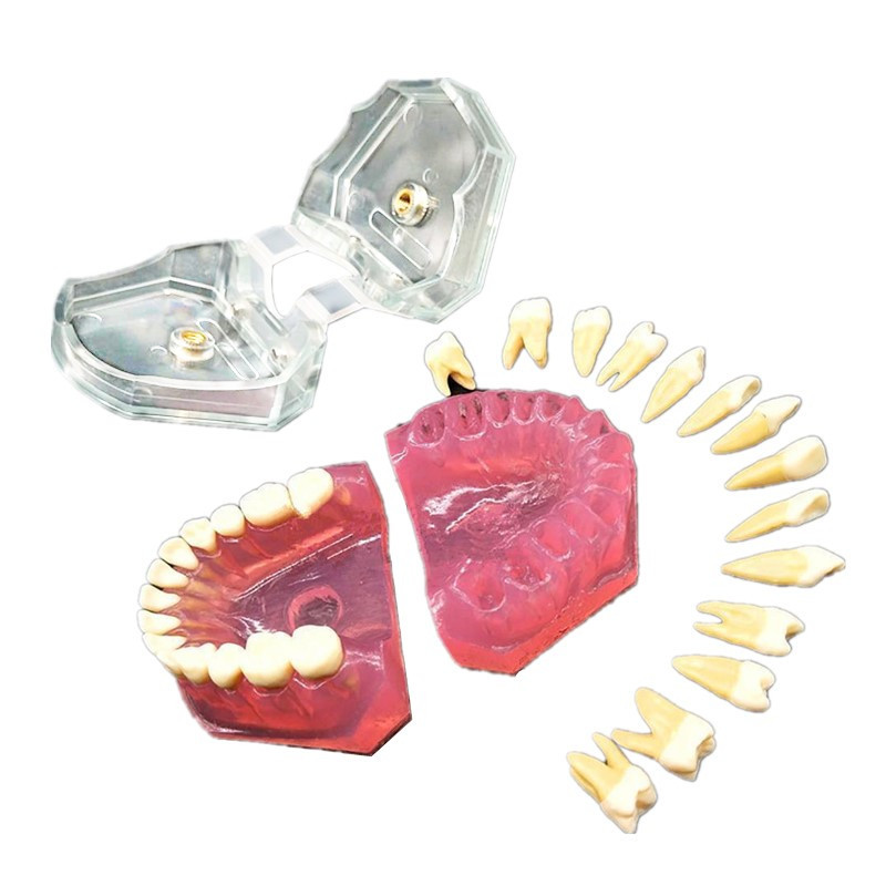 Dental Orthodontic Typodont Plastic Teeth Model 4004 Removable Teeth Standard