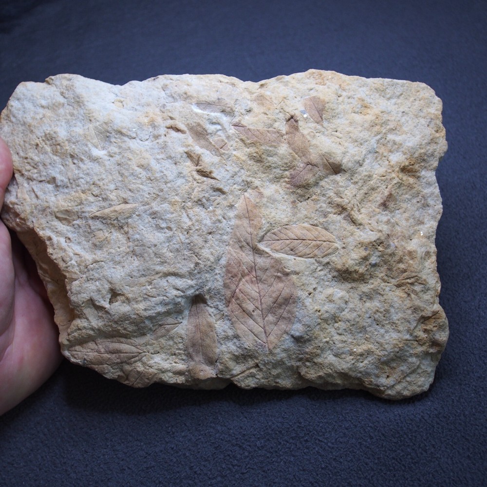 LARGE Czech Fossils Subtropical Tree Plant Tertiary Eocene