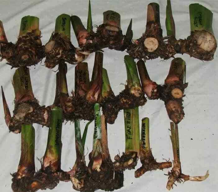 Heliconia 6 mix Live Rhizome.