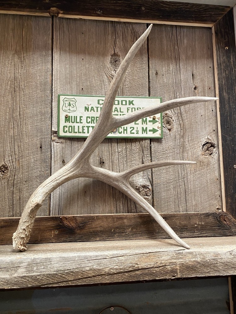 Decor Mule Deer Shed ~ Antler