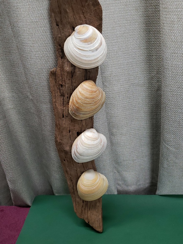 Driftwood With Seashells Wall Hanger Décor 22 in