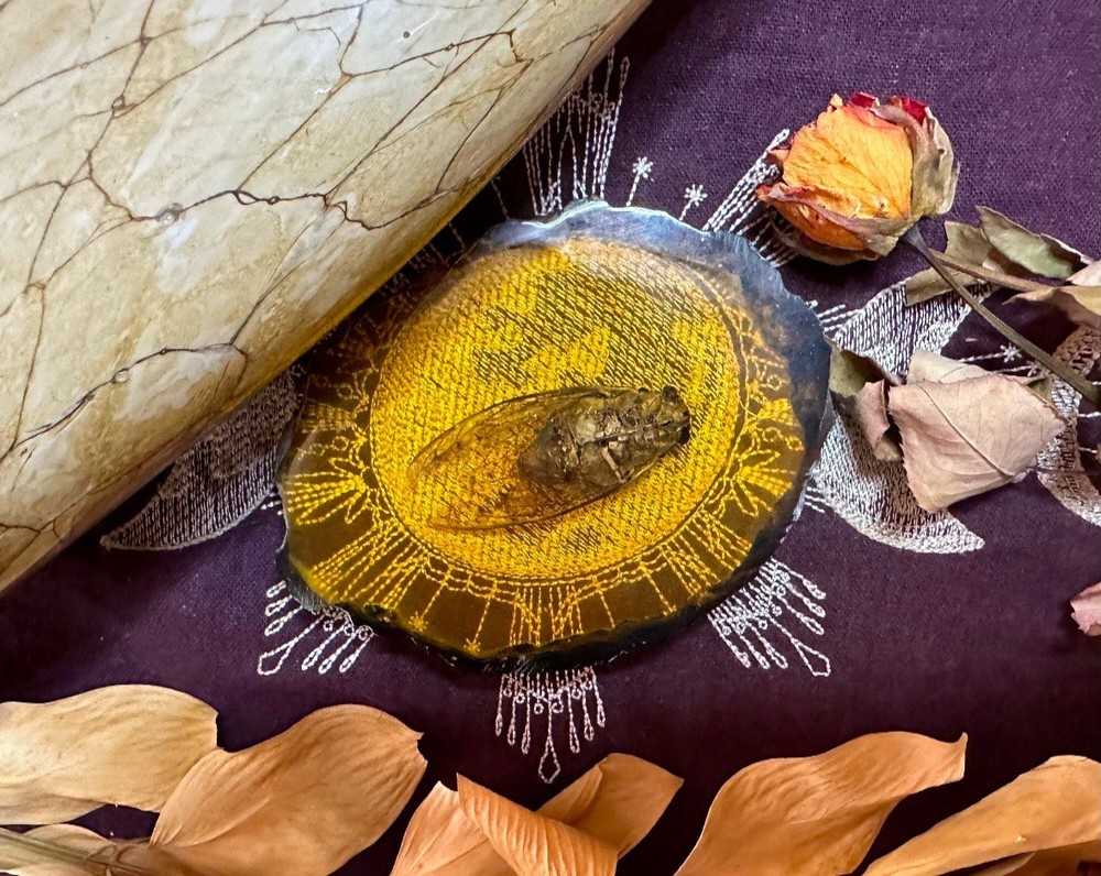 Real Cicada In Resin, Ethically Sourced, Witchcraft