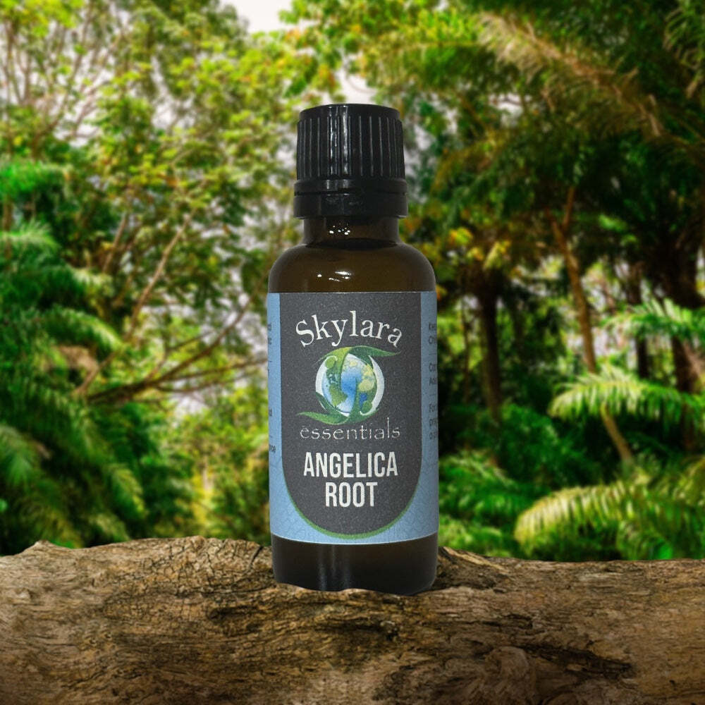 Angelica Root Essential Oil - 100% Natural