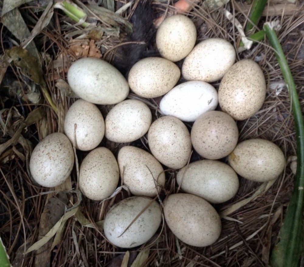 12 Narragansett Turkey Hatching Eggs
