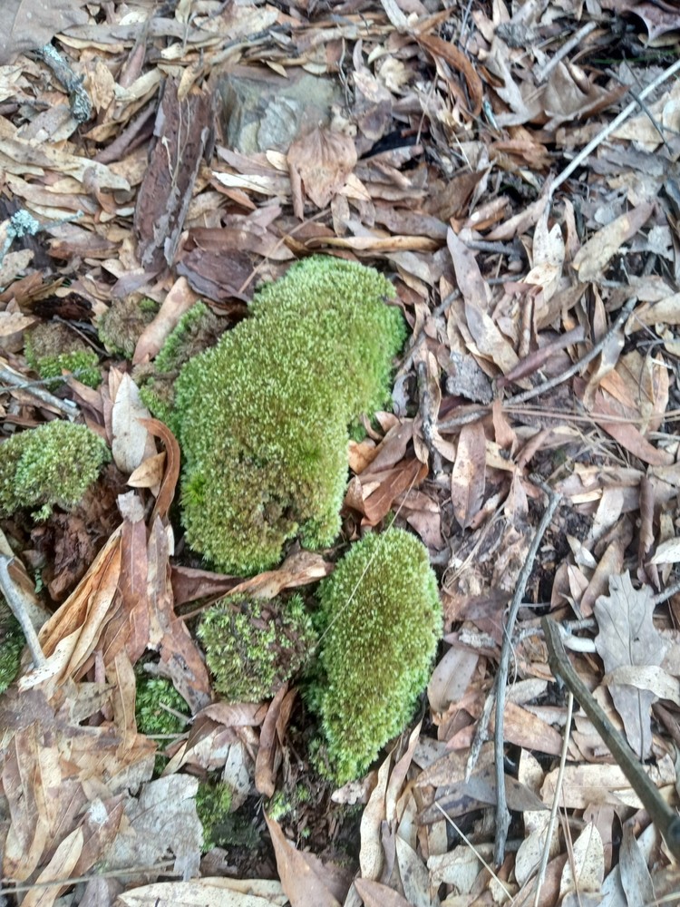 Pincoushing Moss And Mood Moss