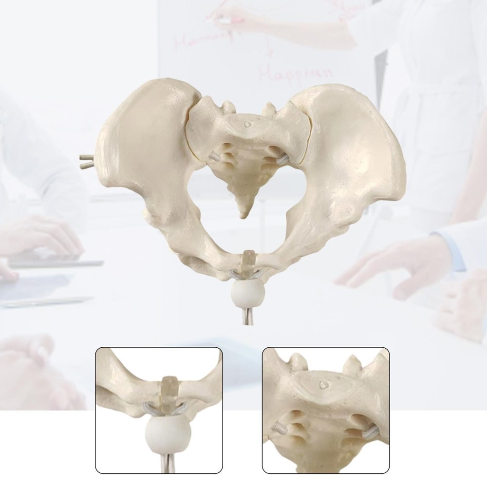 Human Female Pelvis Model Hip Bone Flexible Removable Teaching Tool for