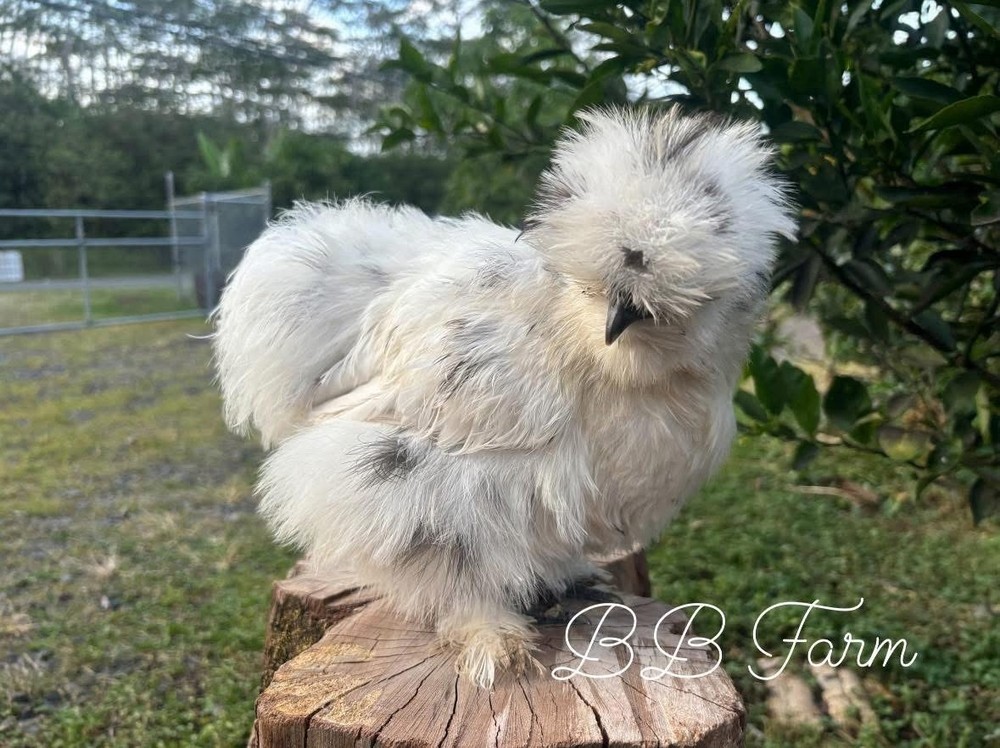 7 Silkie Show Quality Hatching Eggs (hens Choice)
