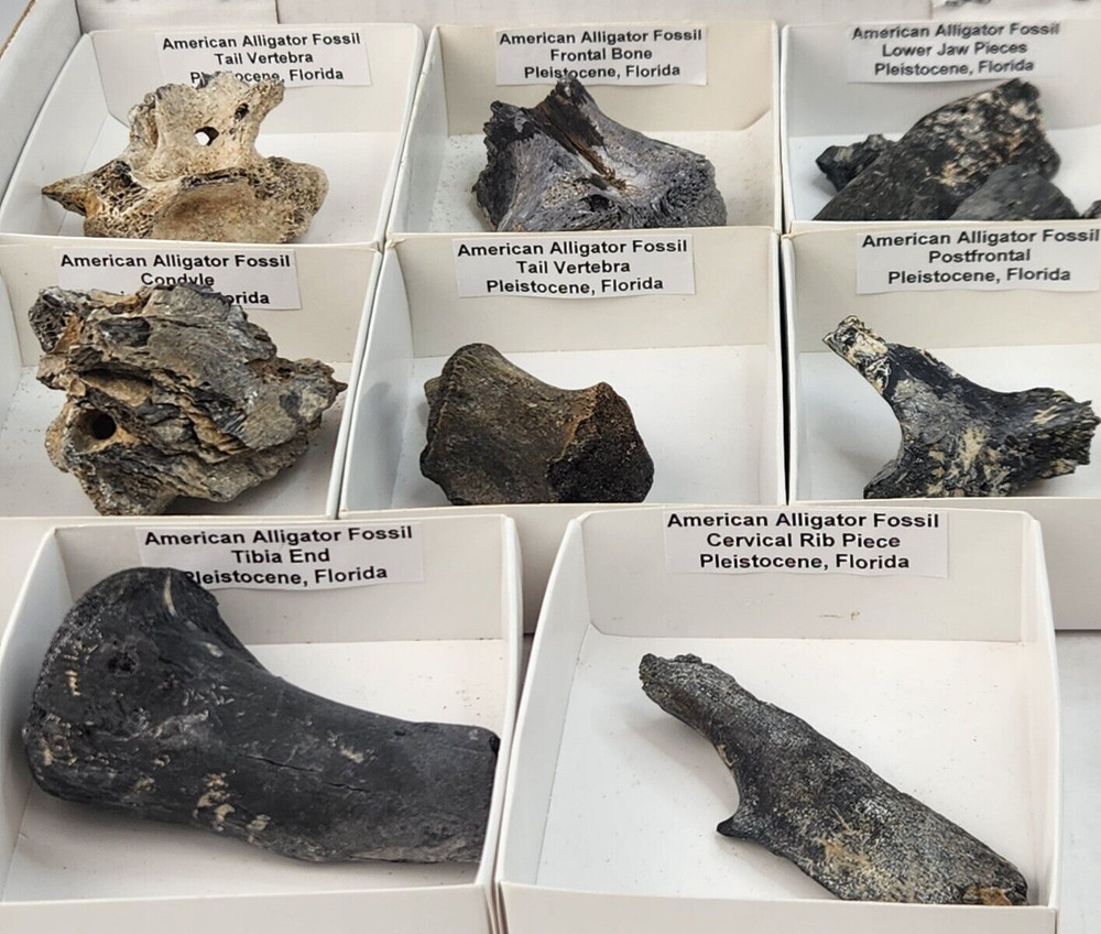 Fossil Gator Collection (8) - Alligator mississippiensis - Florida