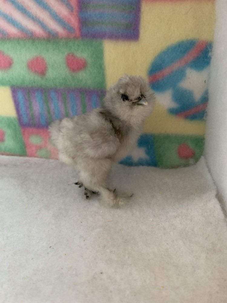 SQ Bearded Silkie Hatching Eggs (dozen)