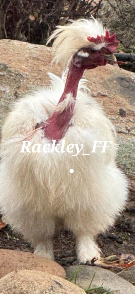 12 silkies Hatching Eggs hens choices